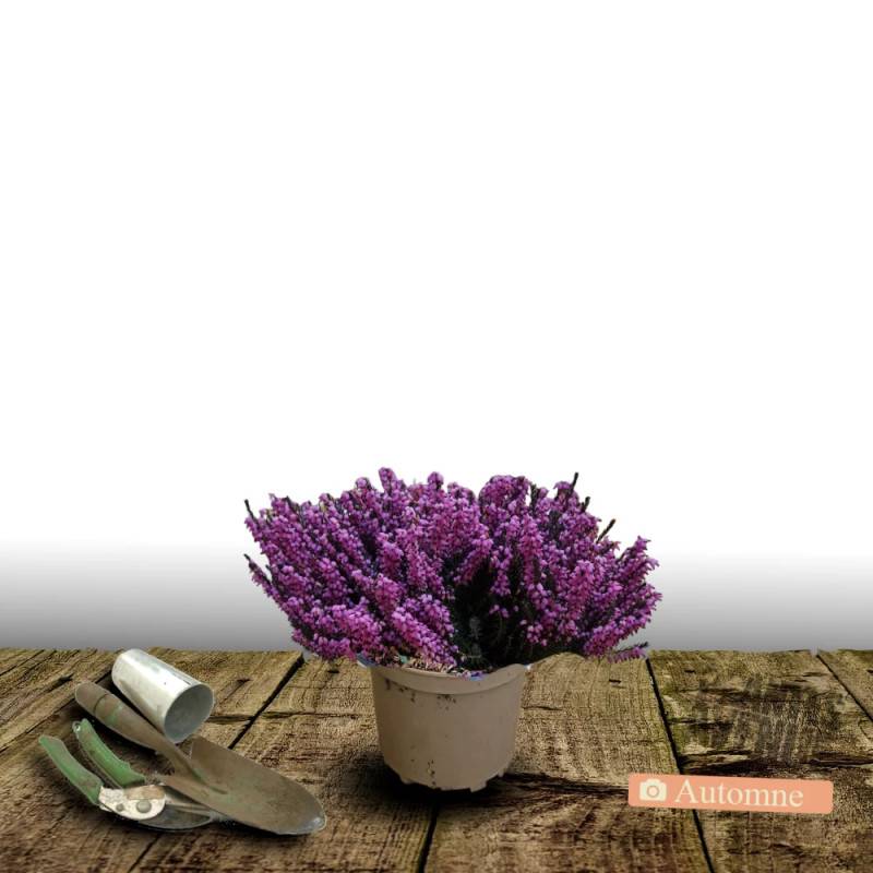 Bruyère d'hiver Kramer Rot à fleurs Rose/ - feuillage Persistant - Pot de 3L - 20/40 cm - Imagen 4