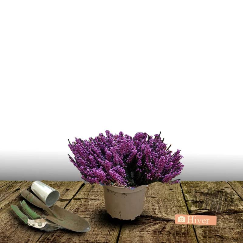 Bruyère d'hiver Kramer Rot à fleurs Rose/ - feuillage Persistant - Pot de 3L - 20/40 cm - Imagen 5