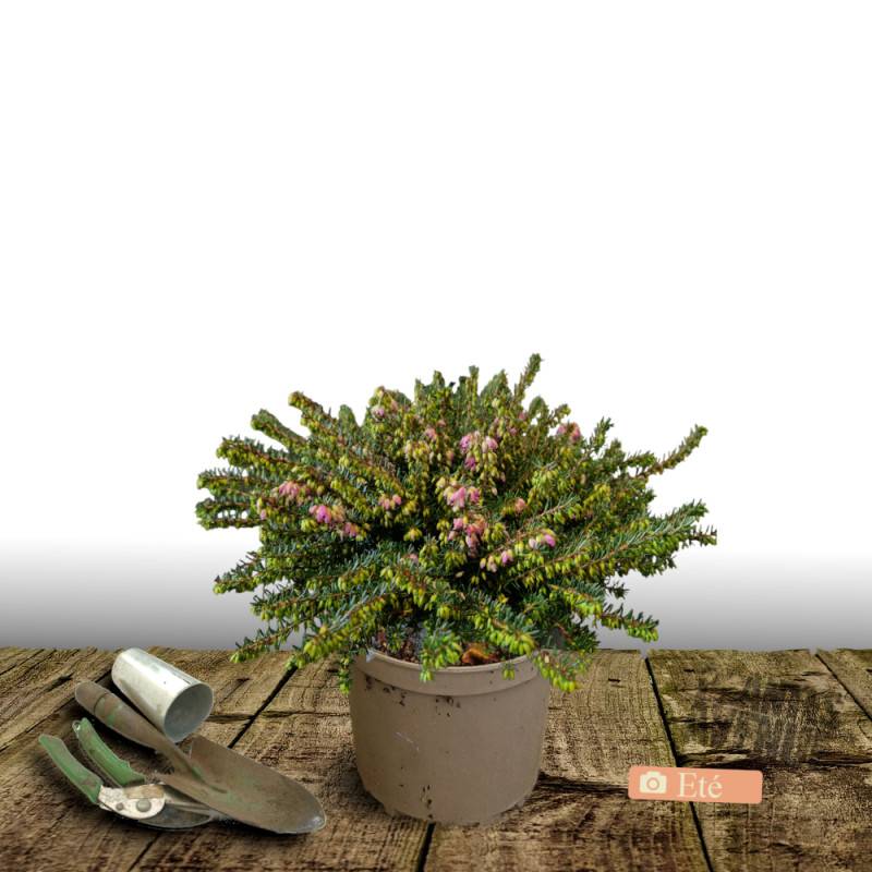 Bruyère d'hiver Kramer Rot à fleurs Rose/ - feuillage Persistant - Pot de 3L - 20/40 cm - Imagen 2