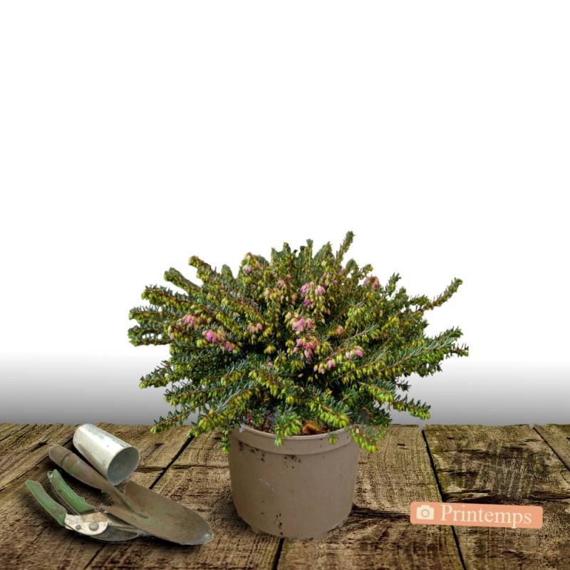 Bruyère d'hiver Kramer Rot à fleurs Rose/ - feuillage Persistant - Pot de 3L - 20/40 cm - Imagen 3
