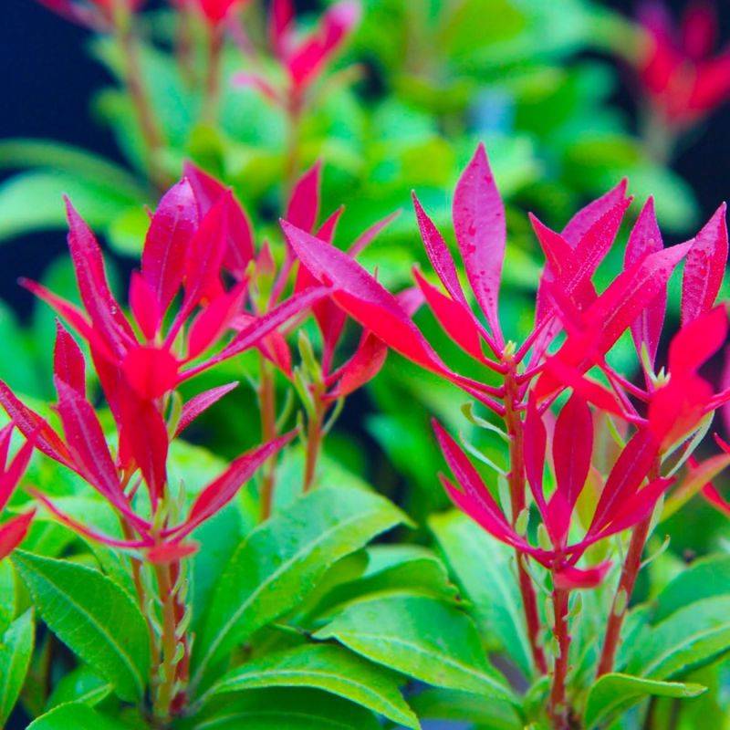 Andromède du Japon 'Forest Flame' (Pieris japonica 'Forest Flame') - Godet - Taille 10cm - Pépinières Naudet
