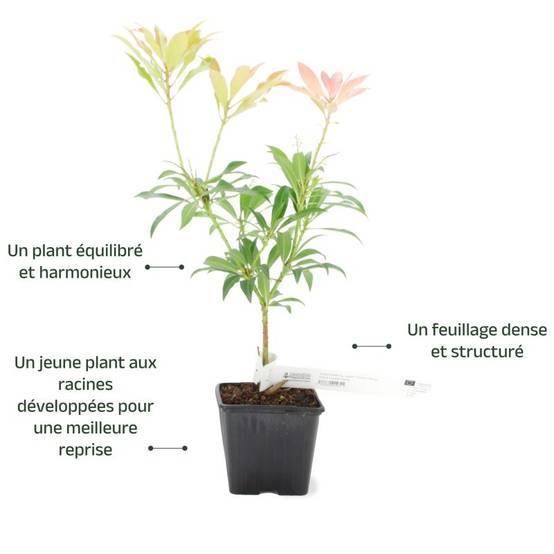 Andromède du Japon 'Forest Flame' (Pieris japonica 'Forest Flame') - Godet - Taille 10cm - Pépinières Naudet - Image 3