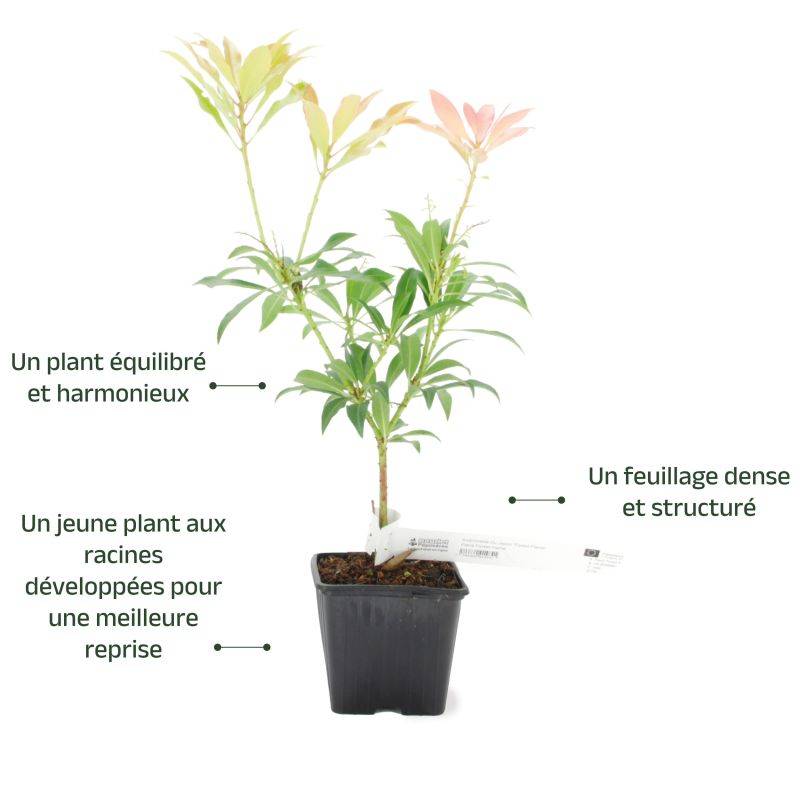 Andromède du Japon 'Forest Flame' (Pieris japonica 'Forest Flame') - Godet - Taille 10cm - Pépinières Naudet - Image 3