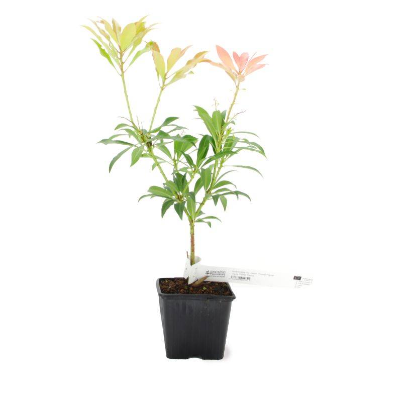 Andromède du Japon 'Forest Flame' (Pieris japonica 'Forest Flame') - Godet - Taille 10cm - Pépinières Naudet - Image 2