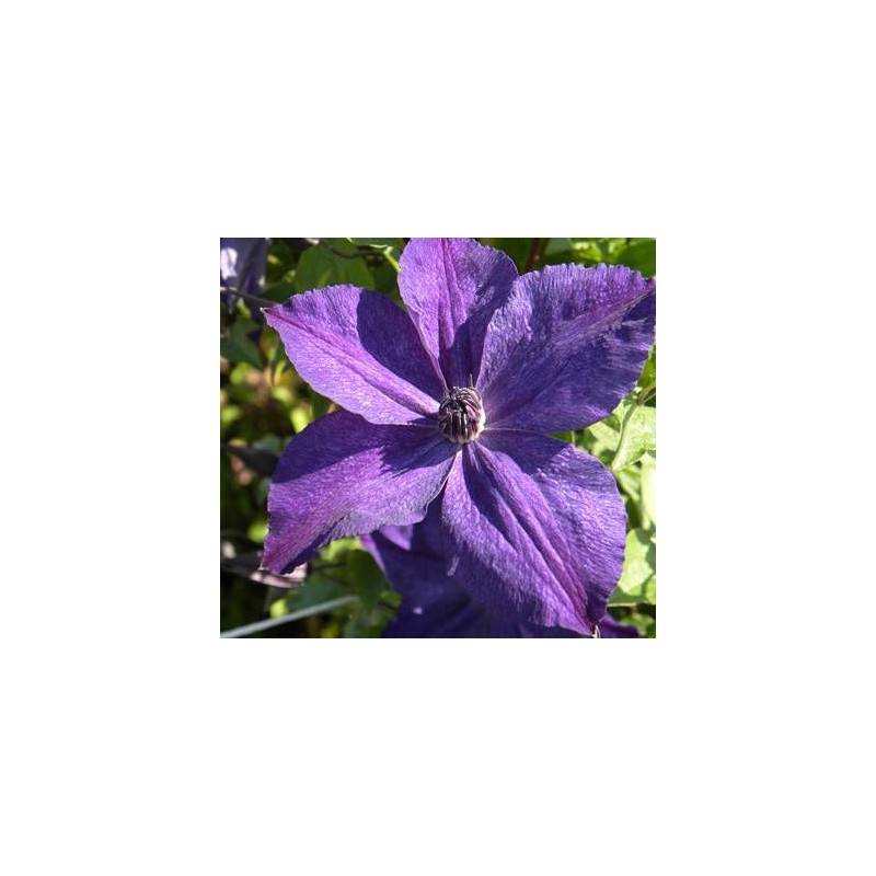 Clématite viticella Super Night® 'ZO11112' à fleurs Violette/ - feuillage Caduc - Pot de 2L - Tuteur bambou 60/90 cm - Imagen 5