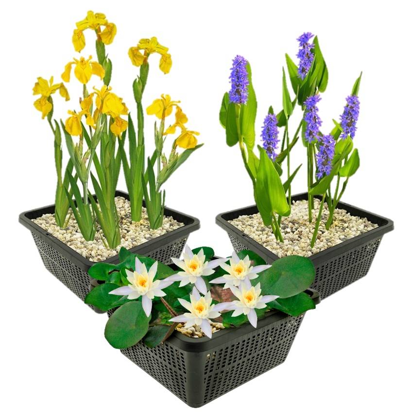 0 - Set Nénuphar Blanc - 9 Plantes - Bassin - Rustique