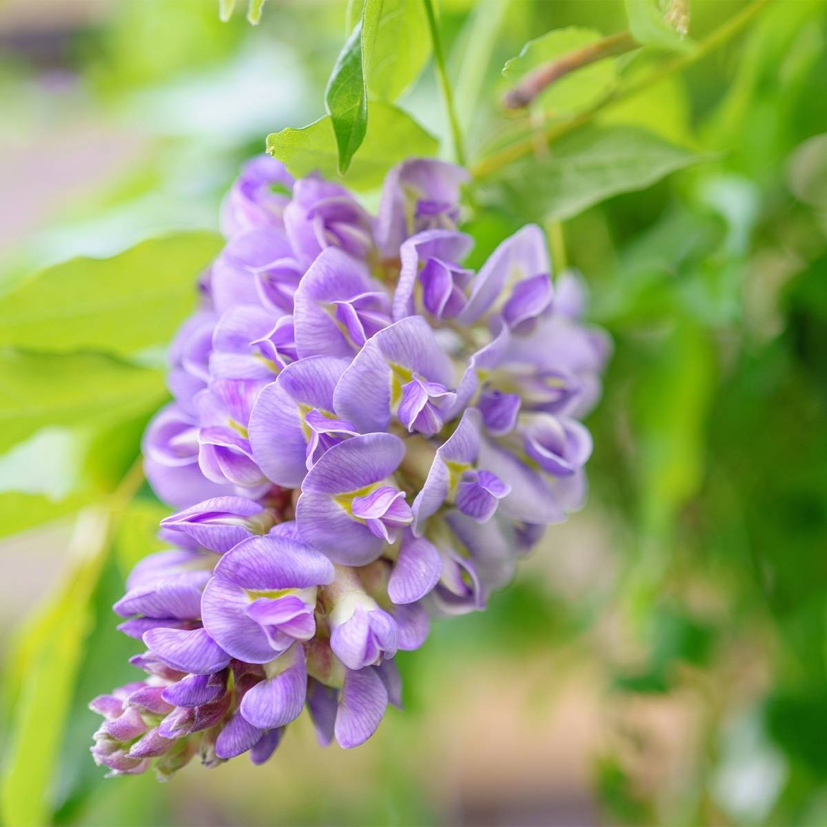 Promesse de Fleurs - Glycine frutescens - Wisteria frutescens Pot de 3L/4L