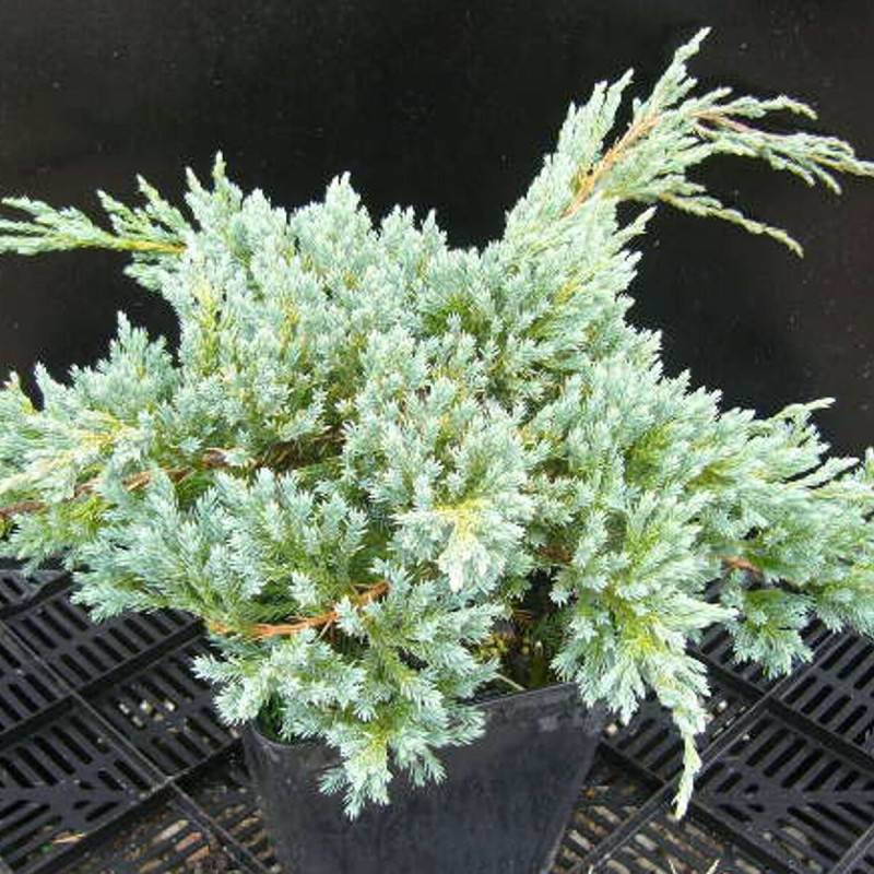 Genévrier écailleux Blue Carpet, Juniperus - Pot de 3L - 20/40 cm - Image 1