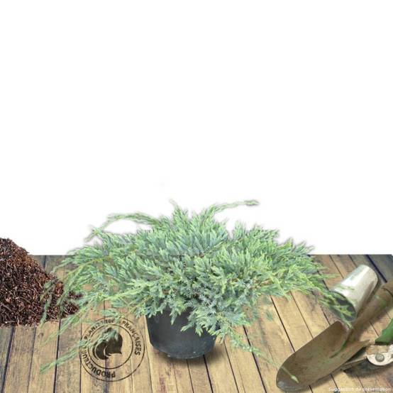 Genévrier écailleux Blue Carpet, Juniperus - Pot de 3L - 20/40 cm - Image 6