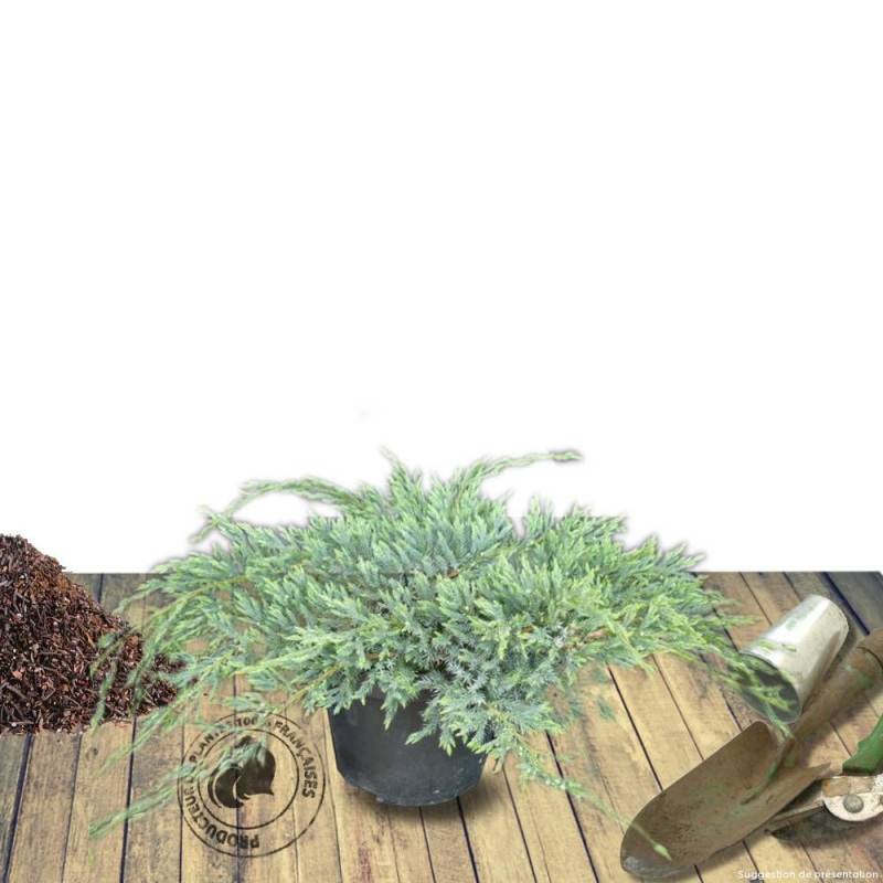 Genévrier écailleux Blue Carpet, Juniperus - Pot de 3L - 20/40 cm - Image 6