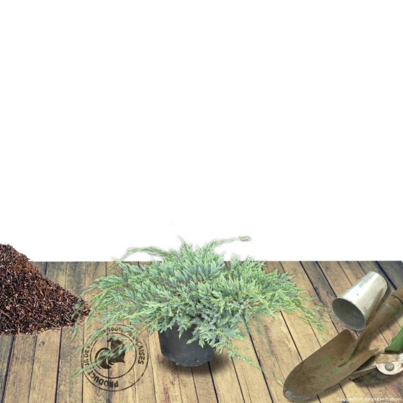 Genévrier écailleux Blue Carpet, Juniperus - Pot de 3L - 20/40 cm - Image 5