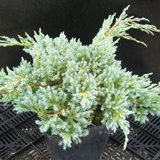 Genévrier écailleux Blue Carpet, Juniperus - Pot de 3L - 20/40 cm - Image 4