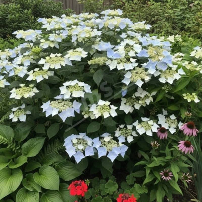 Hortensia Renaissance®, Hydrangea macrophylla à fleurs Rose - feuillage Caduc - Pot de 1,5L - 20/40 cm-  hauteur à maturité De 1,00 m à 1,50 m - Imagen 4