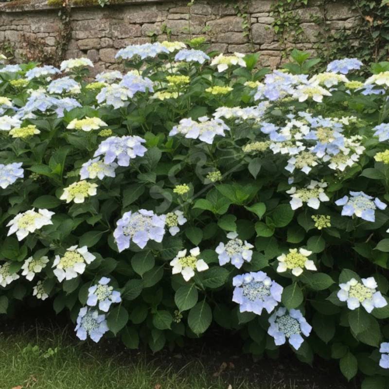 Hortensia Renaissance®, Hydrangea macrophylla à fleurs Rose - feuillage Caduc - Pot de 1,5L - 20/40 cm- hauteur à maturité De 1,00 m à 1,50 m - Image 5