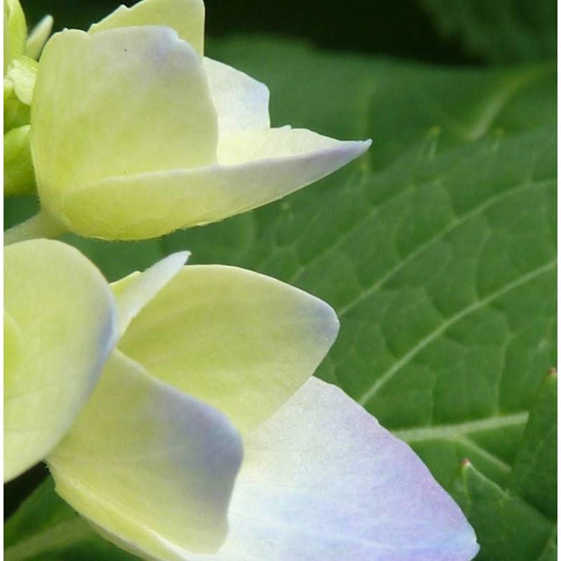 Hortensia Renaissance®, Hydrangea macrophylla à fleurs Rose - feuillage Caduc - Pot de 1,5L - 20/40 cm- hauteur à maturité De 1,00 m à 1,50 m - Image 2