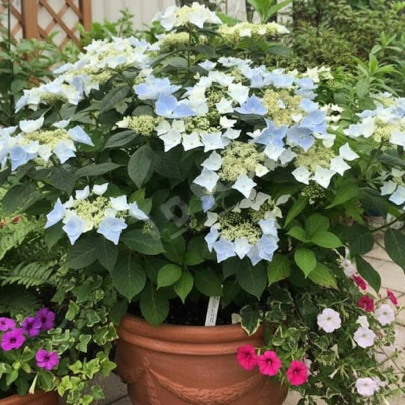Hortensia Renaissance®, Hydrangea macrophylla à fleurs Rose - feuillage Caduc - Pot de 1,5L - 20/40 cm- hauteur à maturité De 1,00 m à 1,50 m - Image 3