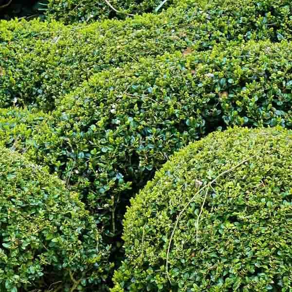 Buis boule - Buxus sempervirens Pot de 2L/3L, Boule - Image 1