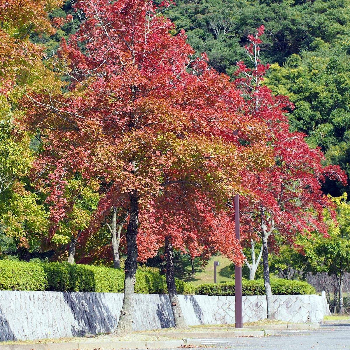 Promesse de Fleurs - Liquidambar formosana - Copalme de Chine Pot de 12L/15L, Baliveau - Image 1