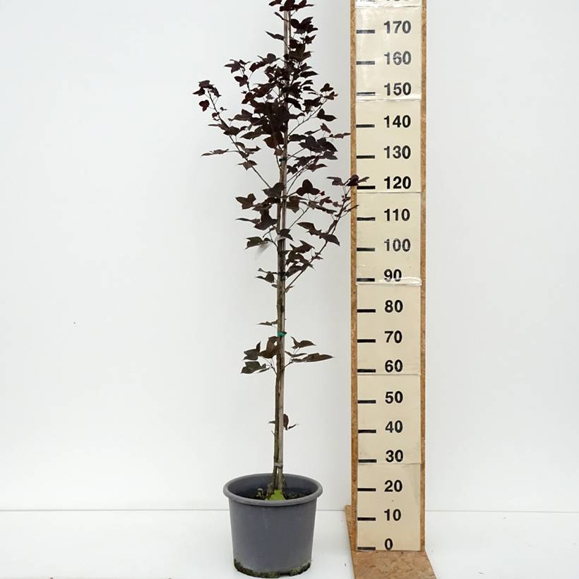 Promesse de Fleurs - Liquidambar formosana - Copalme de Chine Pot de 12L/15L, Baliveau - Image 2