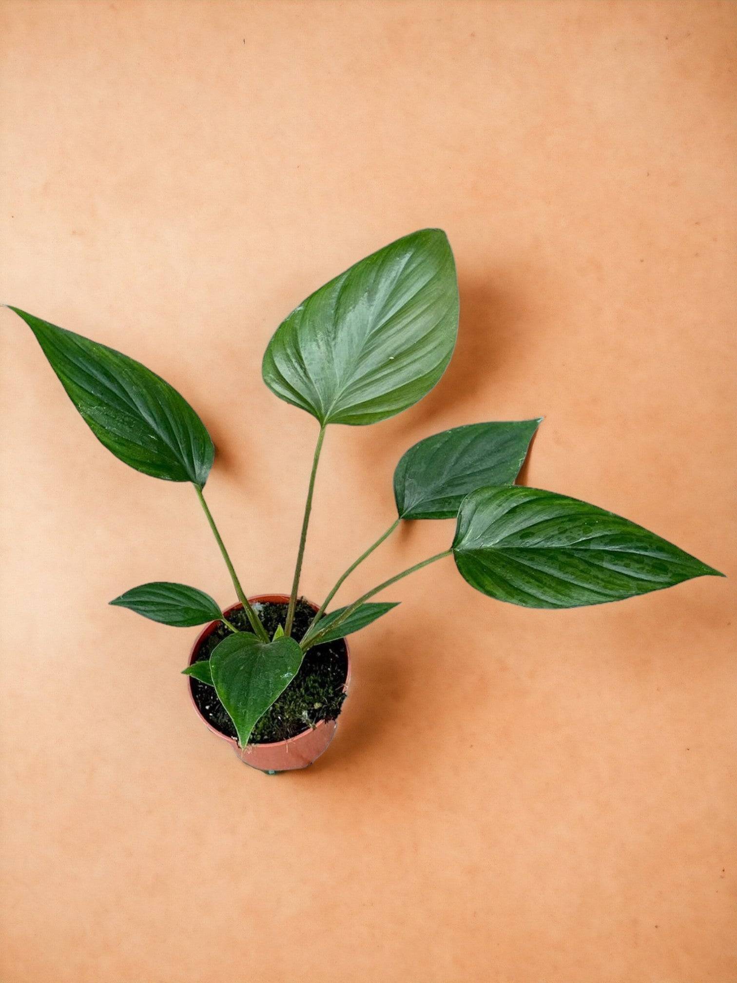 Homalomena Rubescens Black- La Green Touch