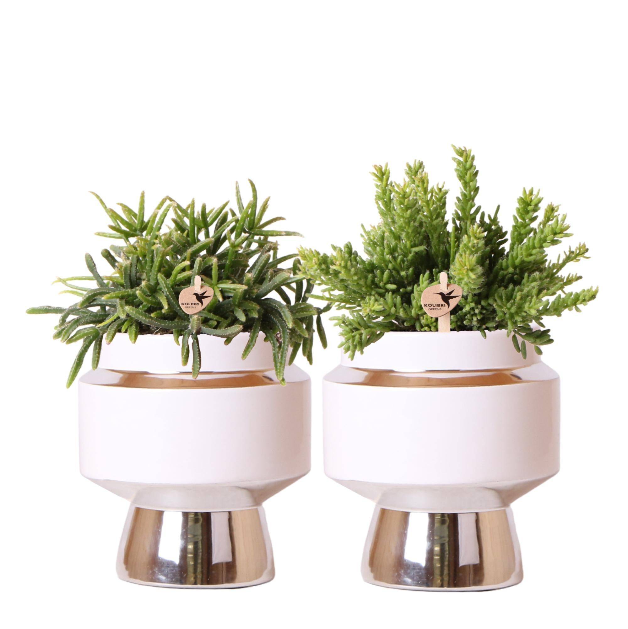 La Green Touch - Duo de Rhipsalis et leurs caches-pots argenté et blanc- La Green Touch - Image 1