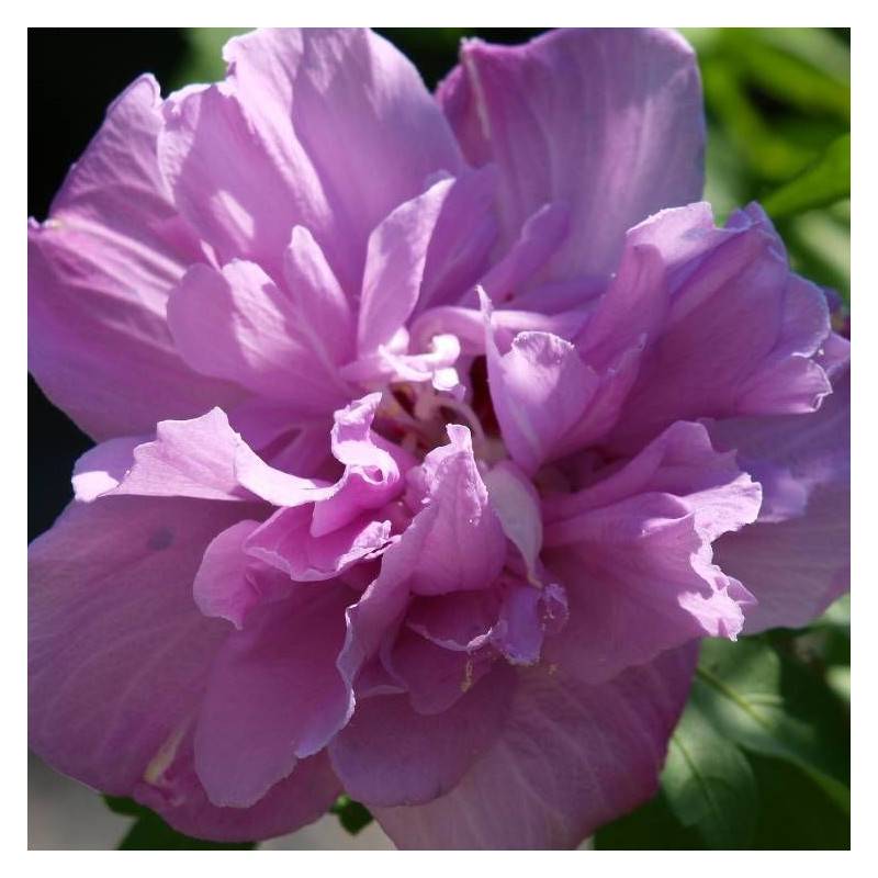 Hibiscus French Cabaret® Purple 'Mindouv5', Althéa à fleurs Violette/ - feuillage Caduc - Pot de 7,5L - 60/80 cm - Image 1