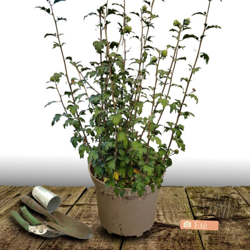 Hibiscus French Cabaret® Purple 'Mindouv5', Althéa à fleurs Violette/ - feuillage Caduc - Pot de 7,5L - 60/80 cm - Image 3