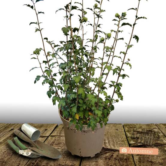 Hibiscus French Cabaret® Purple 'Mindouv5', Althéa à fleurs Violette/ - feuillage Caduc - Pot de 7,5L - 60/80 cm - Image 2