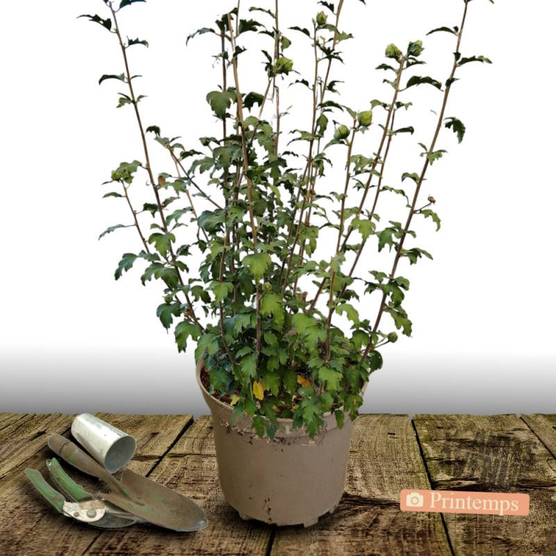 Hibiscus French Cabaret® Purple 'Mindouv5', Althéa à fleurs Violette/ - feuillage Caduc - Pot de 7,5L - 60/80 cm - Image 4