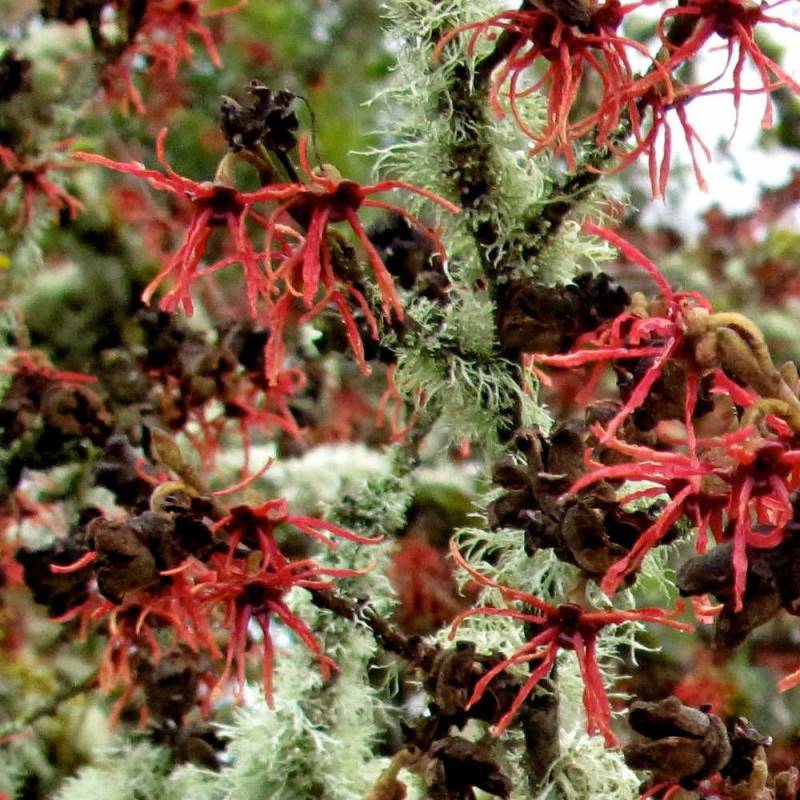 Hamamélis Diane, Noisetier de Sorcière à fleurs Rouge/ - feuillage Caduc - Pot de 4L - 40/60 cm - Imagen 2