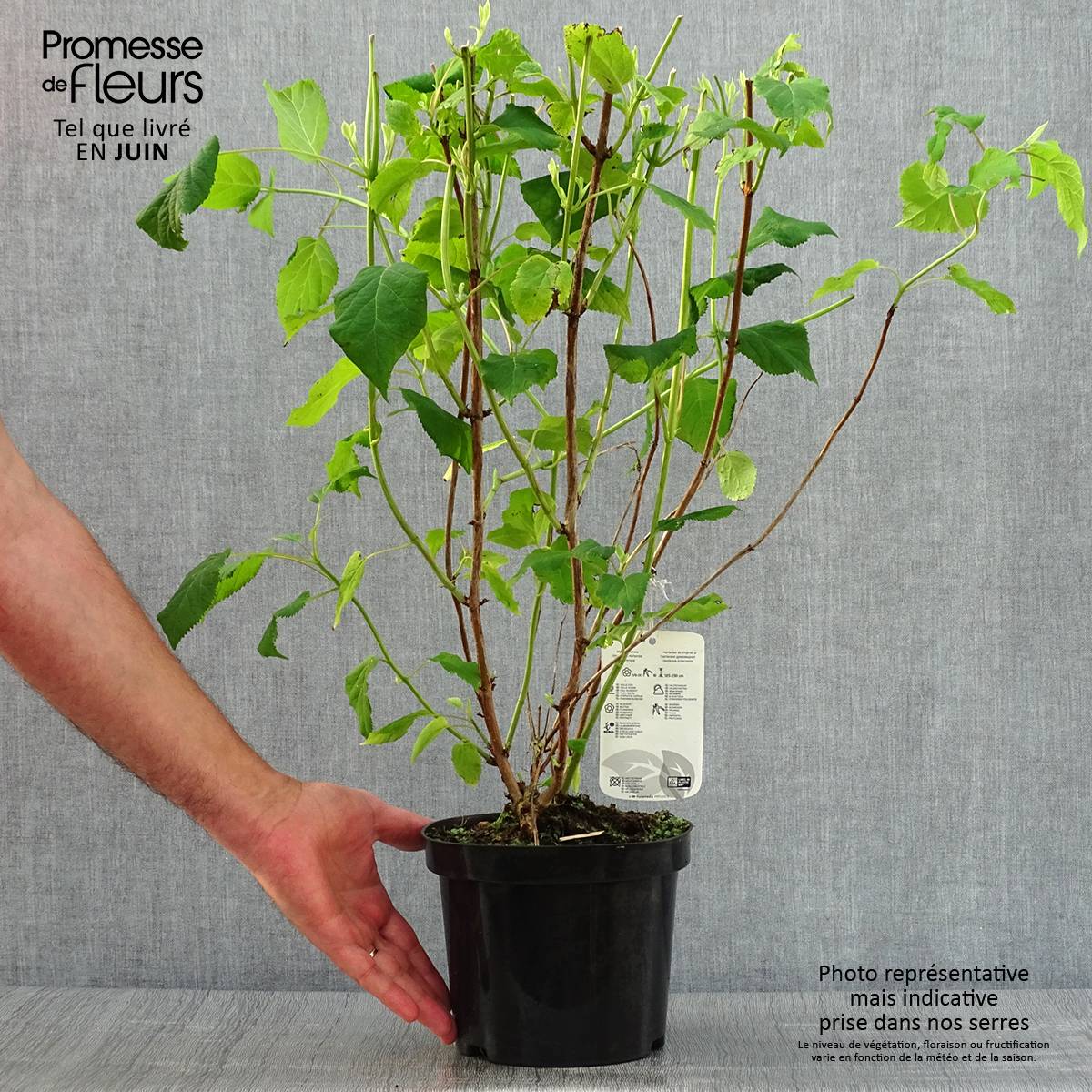Promesse de Fleurs - Hortensia arborescens Annabelle Pot de 3L/4L - Image 2