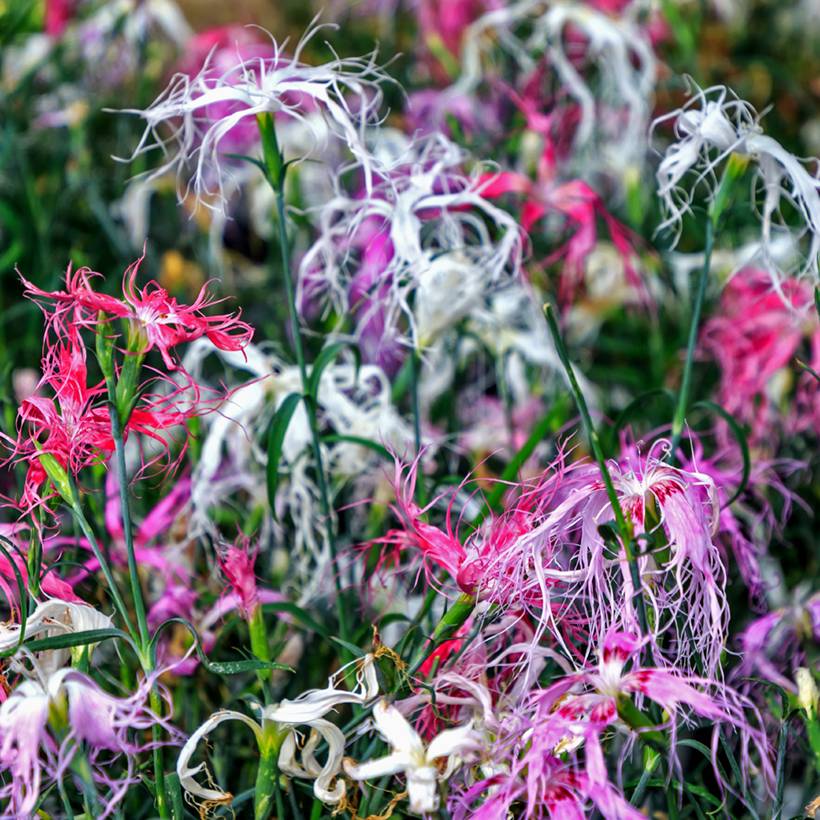 Graines d'Oeillet superbe Spooky mix - Dianthus superbus le sachet de 850 graines environ (0,5g)