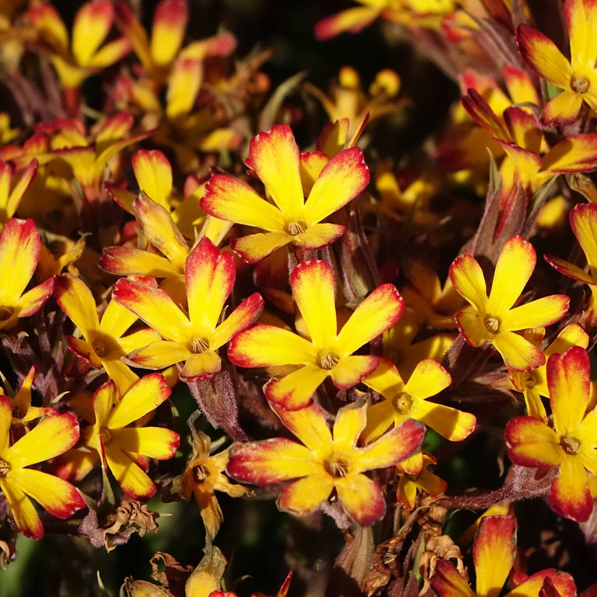Primevère hybride Oak Leaf Yellow Picotee Pot de 2L/3L