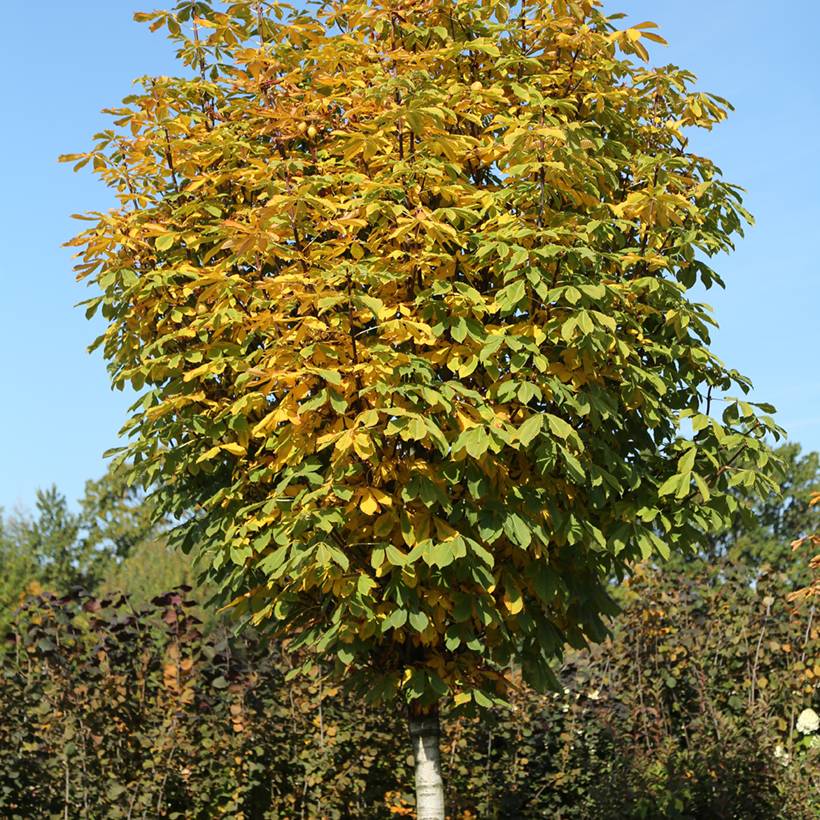 Aesculus hippocastanum Umbraculifera - Marronnier commun Pot de 20L/25L, Tige