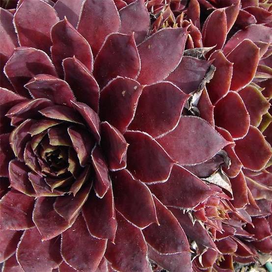 Sempervivum Granat - Joubarbe hybride poupre et vert amande Godet de 8/9 cm