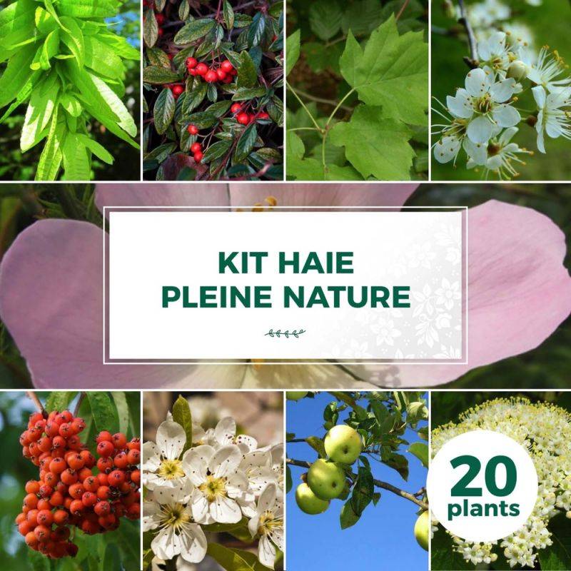 Haie Pleine Nature - 20 arbustes -  - Pépinières Naudet - Imagen 1