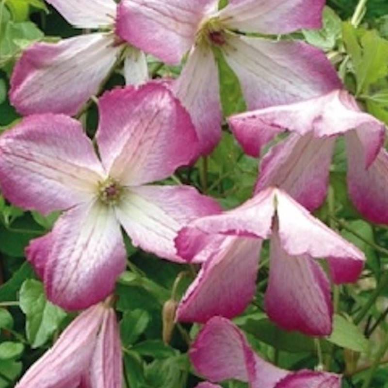 Clématite viticella I Am® Lady Q 'Zoiamlq' à fleurs Rose - feuillage Caduc - Pot de 2L - Tuteur bambou 60/90 cm-  hauteur à maturité De 2,00 m à 2,50 - Imagen 1