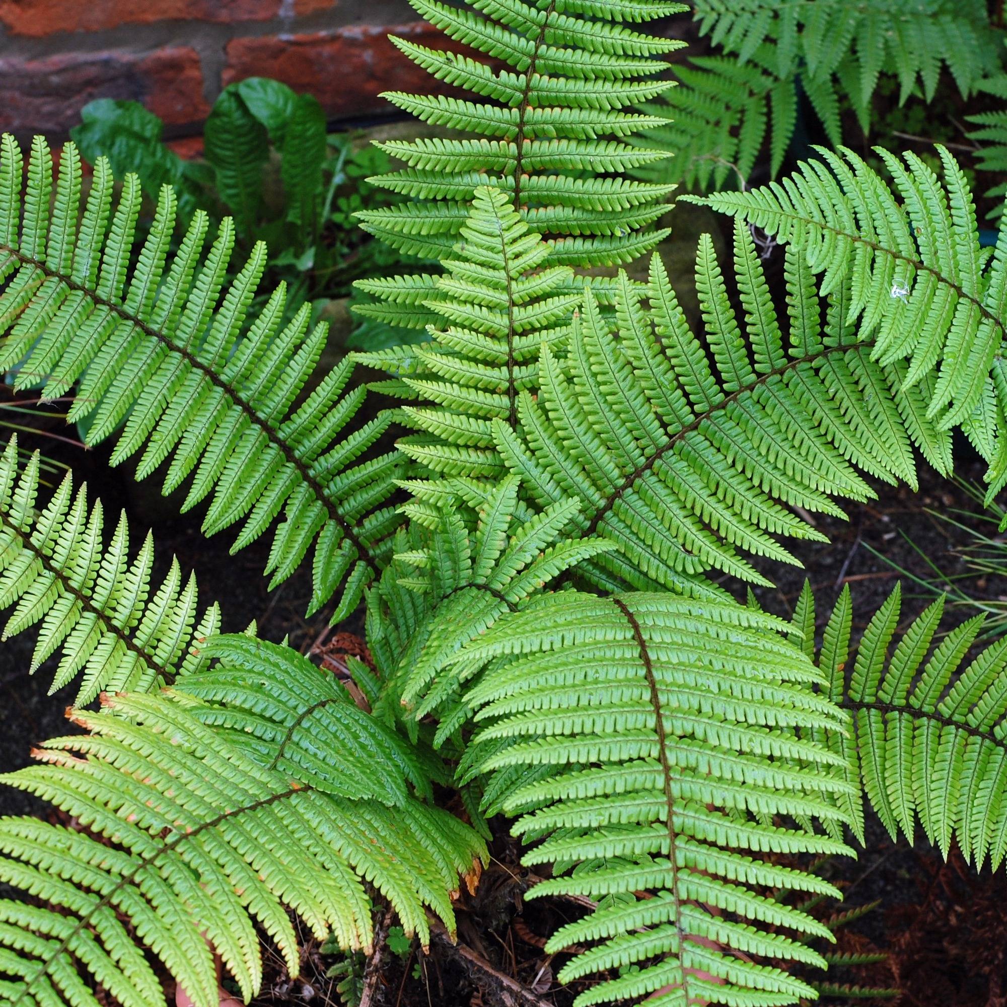 Dryopteris wallichiana - Fougère Pot de 2L/3L