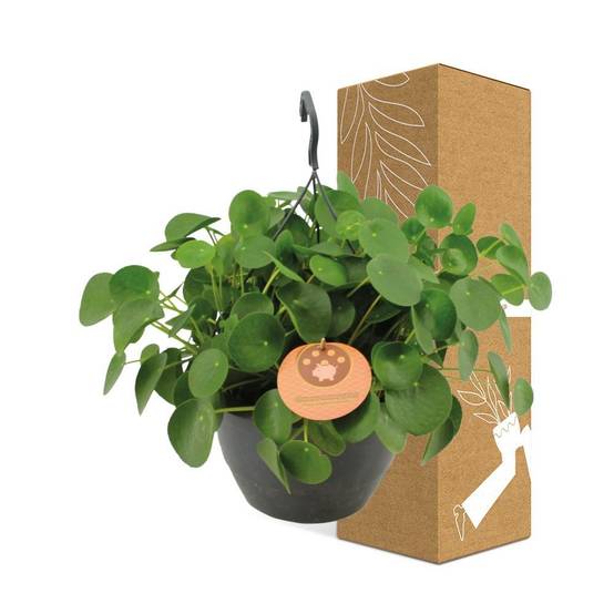 Pilea Peperomioides 40cm - Plante d'intérieur- La Green Touch - Image 4