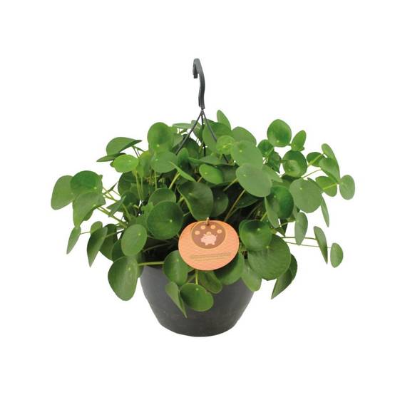 Pilea Peperomioides 40cm - Plante d'intérieur- La Green Touch - Image 1