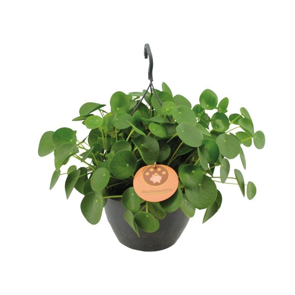 Pilea Peperomioides 40cm - Plante d'intérieur- La Green Touch - Image 2