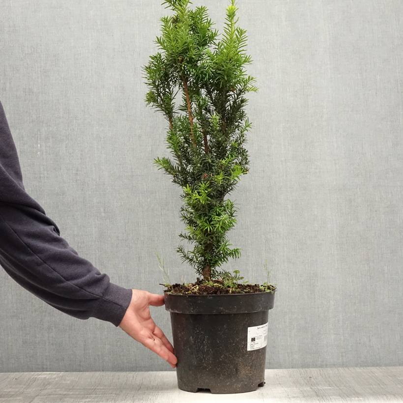 Taxus x media Hicksii - If hybride Pot de 7,5L/10L - Image 2