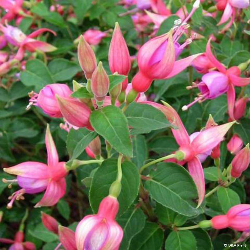 Fuchsia rustique Margaret Pot de 2L/3L - Image 1