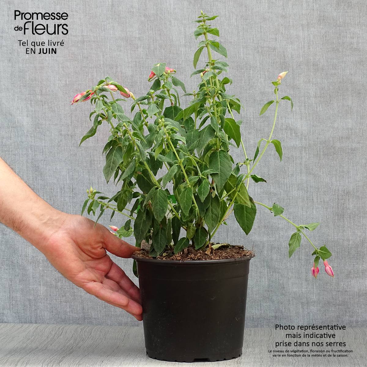 Fuchsia rustique Margaret Pot de 2L/3L - Image 2