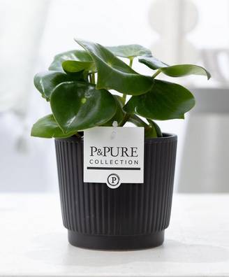 Peperomia Raindrop en pot céramique noir mat - Ø12cm - ↕25cm - Plantes d’intérieur