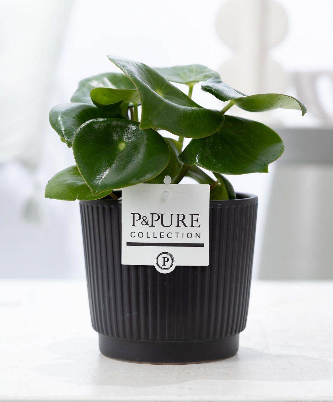 Peperomia Raindrop en pot céramique noir mat - Ø12cm - ↕25cm - Plantes d’intérieur