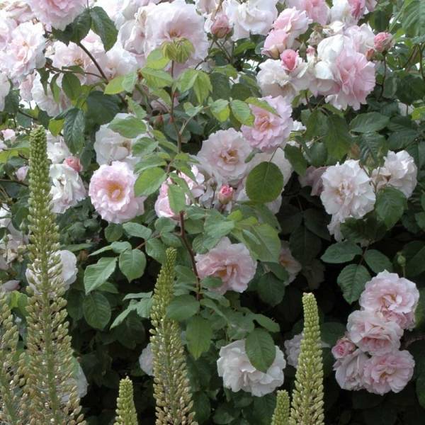 Rosier ancien Cornelia Pot de 4L/5L
