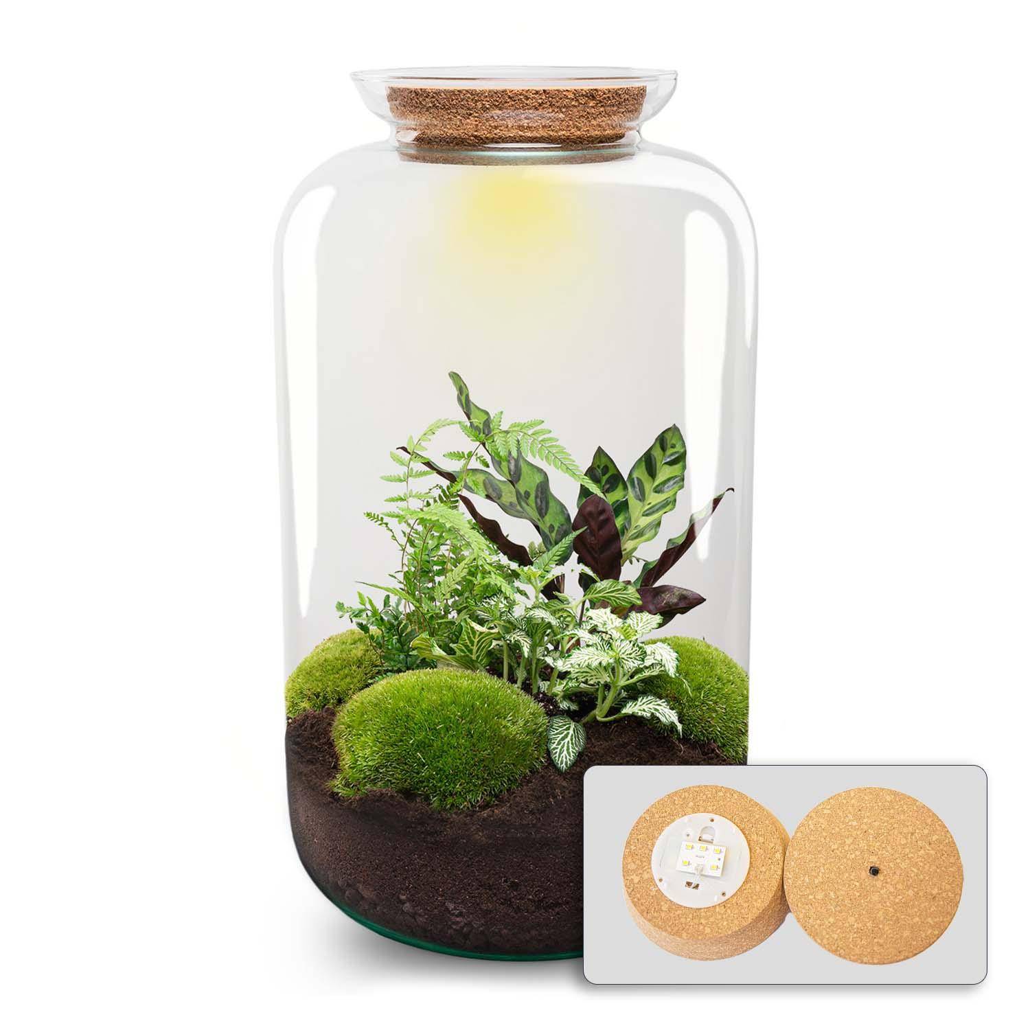 Terrarium à composer bouteille en verre recyclé - Ø23-H43cm - sans outils - Terrarium DIY - Image 1