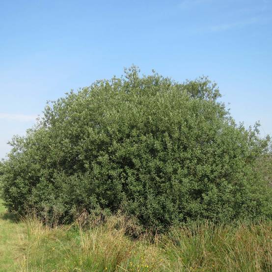 Salix cinerea - Saule cendré Pot de 2L/3L - Image 1