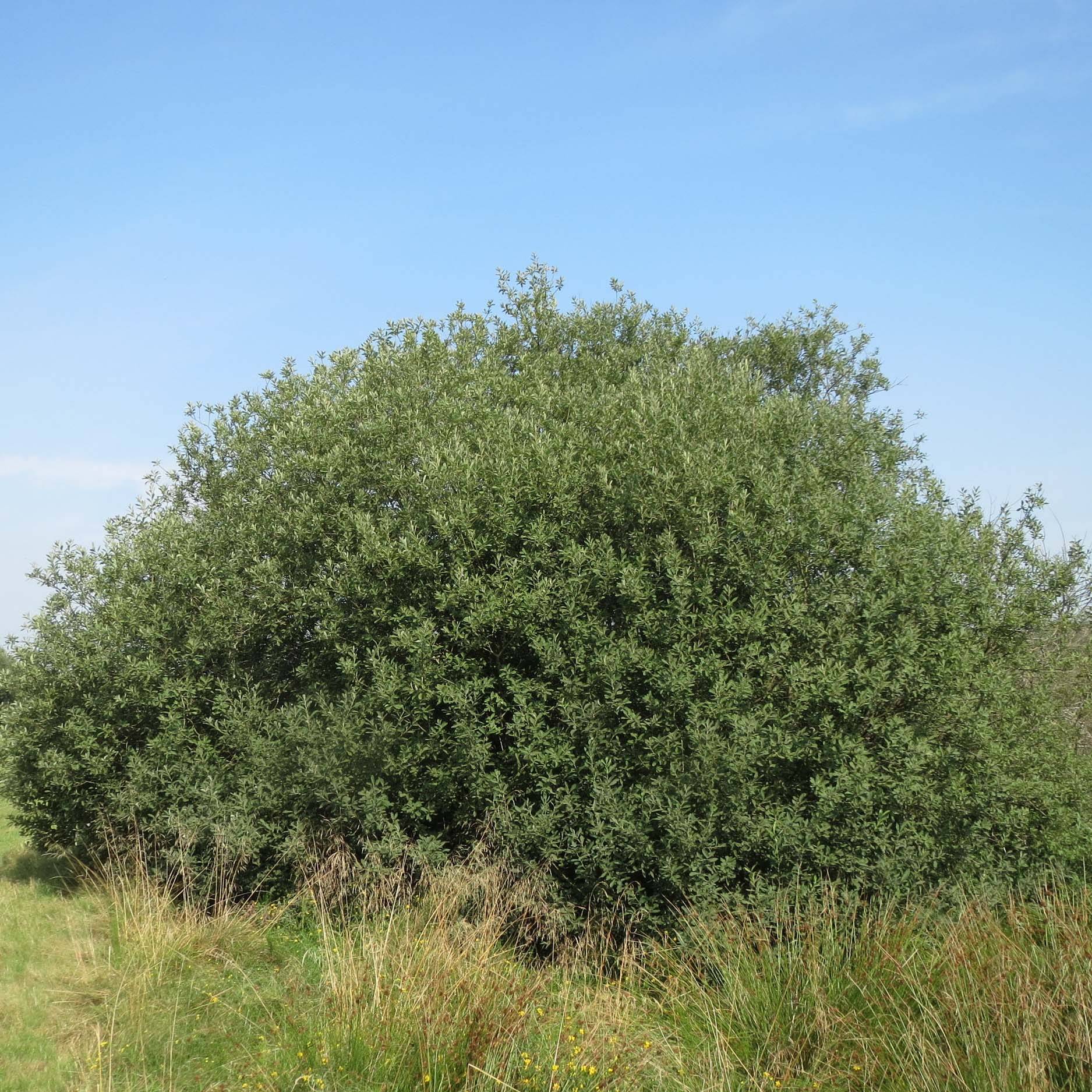 Salix cinerea - Saule cendr Pot de 2L/3L - Jardiland